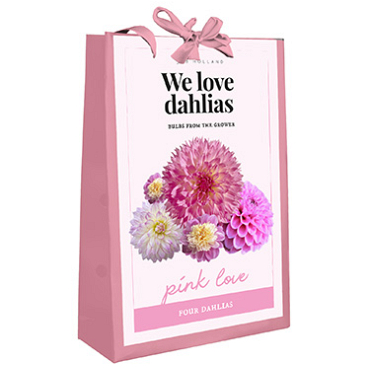 X 1 TAS 4 DAHLIAS 'WE LOVE DAHLIAS' PINK LOVE I