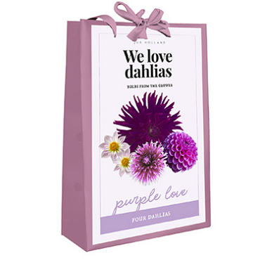 X 1 TAS 4 DAHLIAS 'WE LOVE DAHLIAS' PURPLE LOVE I