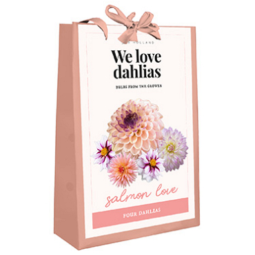 X 1 TAS 4 DAHLIAS 'WE LOVE DAHLIAS' SALMON LOVE I