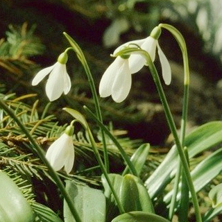 X 250 GALANTHUS IKARIAE 6/7