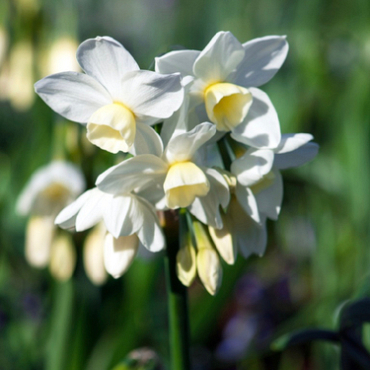 X 100 NARCISSUS SILVER CHIMES 14/16