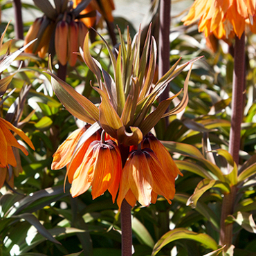 X   10 FRITILLARIA IMP. SUNSET 24/+