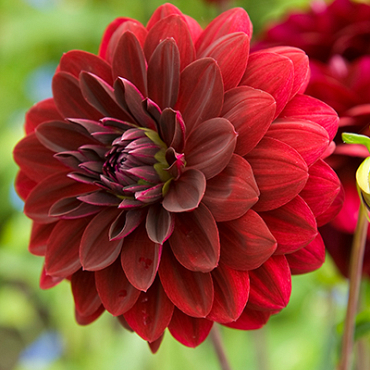 X 10 DAHLIA ARABIAN NIGHT I