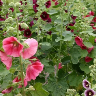 X 25 ALCEA ROSEA MIX I