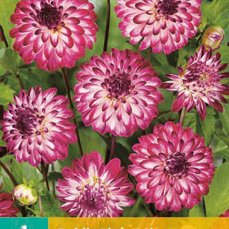 X 1 DAHLIA LITTLE ROBERT I