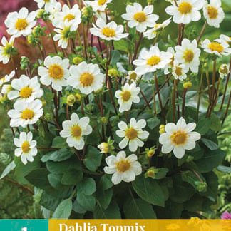 X 1 DAHLIA TOPMIX WIT I