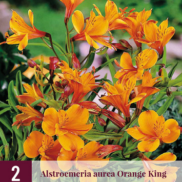 X 2 ALSTROEMERIA AUREA ORANGE KING I