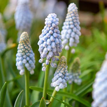 X 100 MUSCARI BABYS BREATH 7/8