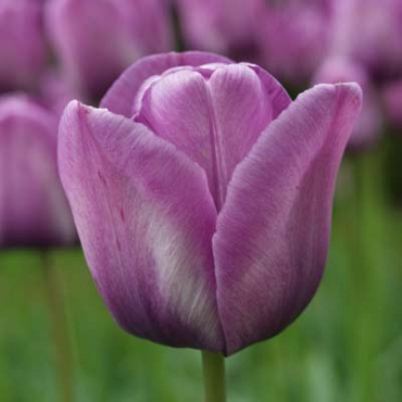 X 100 TULIPA BLEU AIMABLE 11/12