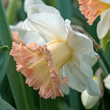 X 100 NARCISSUS BRITISH GAMBLE 10/12