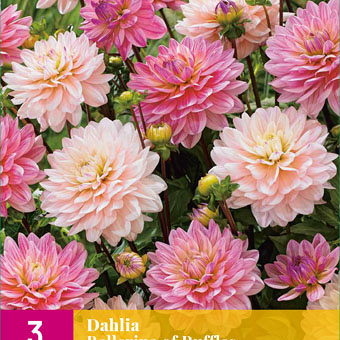 X 3 DAHLIA BALLERINA OF RUFFLES I