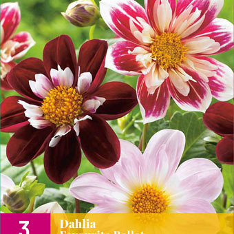 X 3 DAHLIA FAVOURITE BALLET I