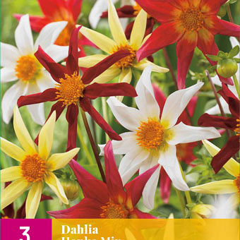 X 3 DAHLIA HONKA MIX I