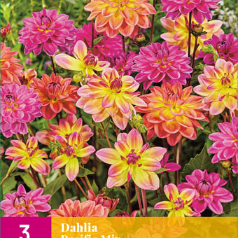 X 3 DAHLIA PACIFIC MIX I