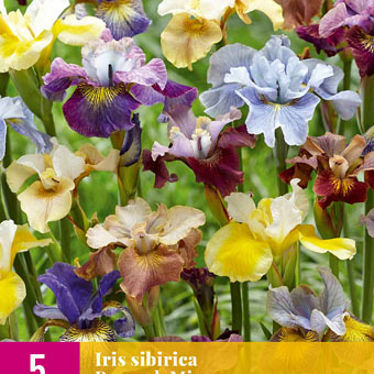 X 5 IRIS SIBIRICA PEACOCK MIX I