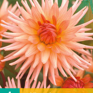 X 1 DAHLIA PREFERENCE I