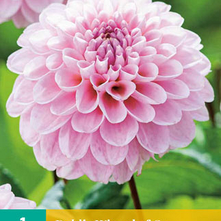 X 1 DAHLIA WIZARD OF OZ I