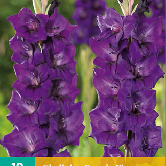 X 10 GLADIOLUS PURPLE FLORA 12/14