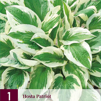 X 1 HOSTA PATRIOT I