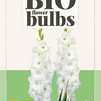 X 5 BIO GLADIOLUS ESSENTIAL 10/12