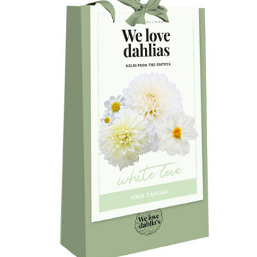 X 1 TAS 4 DAHLIAS 'WE LOVE DAHLIAS' WHITE LOVE I