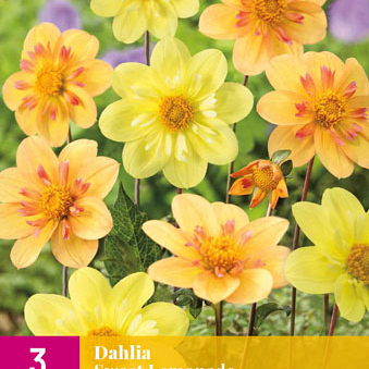 X 3 DAHLIA SWEET LEMONADE I