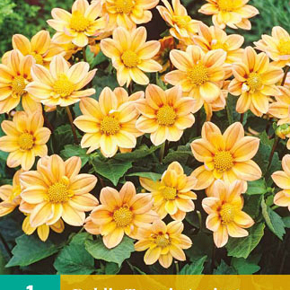 X 1 DAHLIA TOPMIX APRICOT I