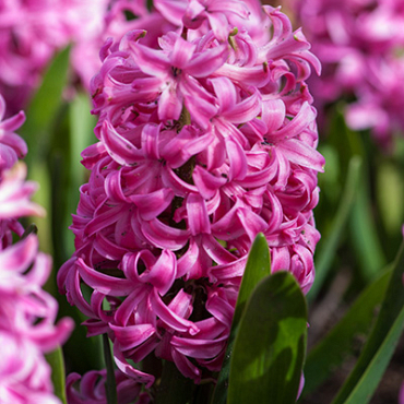 X   50 HYACINTHUS PINK PEARL 14/15