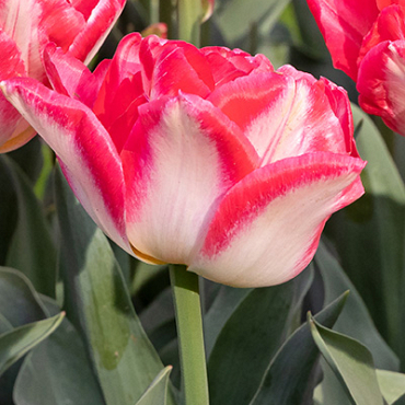 X 100 TULIPA PINK DELIGHT 11/12