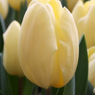 X 100 TULIPA CREME FRAICHE 12/+