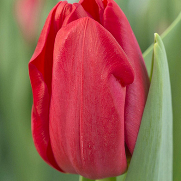 X 100 TULIPA HEARTBREAKER 11/12