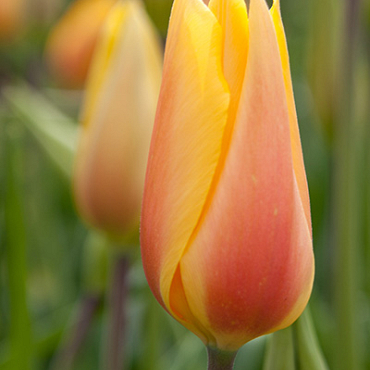 X 100 TULIPA BLUSHING LADY 14/+