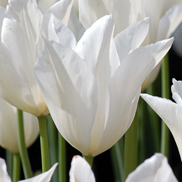 X 100 TULIPA WHITE TRIUMPHATOR 10/11