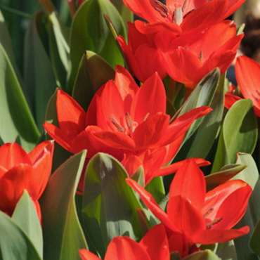 X 100 TULIPA PRAESTANS ZWANENBURG VARIETY 8/9