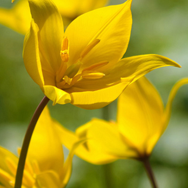 X 100 TULIPA SYLVESTRIS 6/+