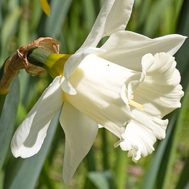 X 100 NARCISSUS MOUNT HOOD 10/12