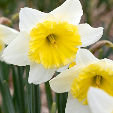 X 100 NARCISSUS ICE FOLLIES 10/12