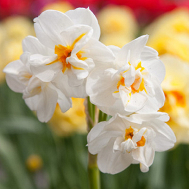 X 100 NARCISSUS SIR WINSTON CHURCHILL 10/12