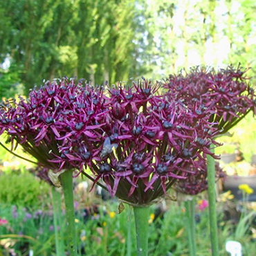 X 100 ALLIUM ATROPURPUREUM 8/10