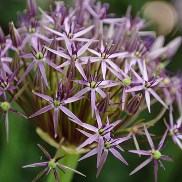 X 100 ALLIUM CHRISTOPHII 10/12