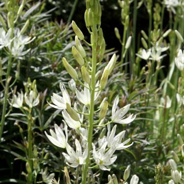 X   25 CAMASSIA LEICHTLINII ALBA 14/+