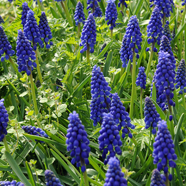 X 100 MUSCARI ARMENIACUM 9/10