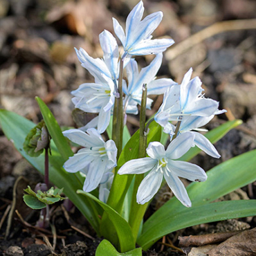 X 100 SCILLA MISCHTSCHENKOANA 7/8