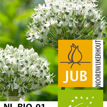 X   50 BIO ALLIUM NIGRUM (MULTIBULBOSUM) 8/+