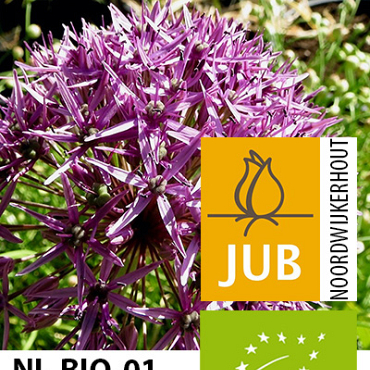 X   50 BIO ALLIUM VIOLET BEAUTY 10/12