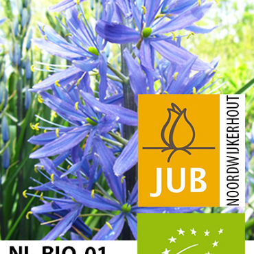 X   25 BIO CAMASSIA LEICHTLINII CAERULEA 12/14