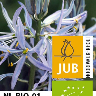 X   25 BIO CAMASSIA CUSICKII 12/+