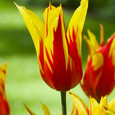 X 100 TULIPA FIRE WINGS 12/+