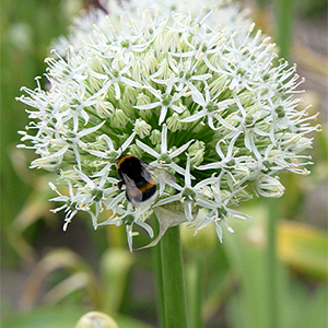 X   25 ALLIUM MOUNT EVEREST 18/20