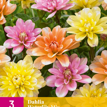 X 3 DAHLIA WATERLILY MIX I